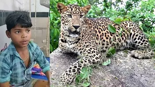 അത്ഭുതകരം ഈ മനോധൈര്യം   ;അക്രമിക്കാനെത്തിയ പുള്ളിപ്പുലിയുടെ  കഴുത്തിനു പിടിച്ചു നിര്‍ത്തി പതിമൂന്നുകാരന്‍