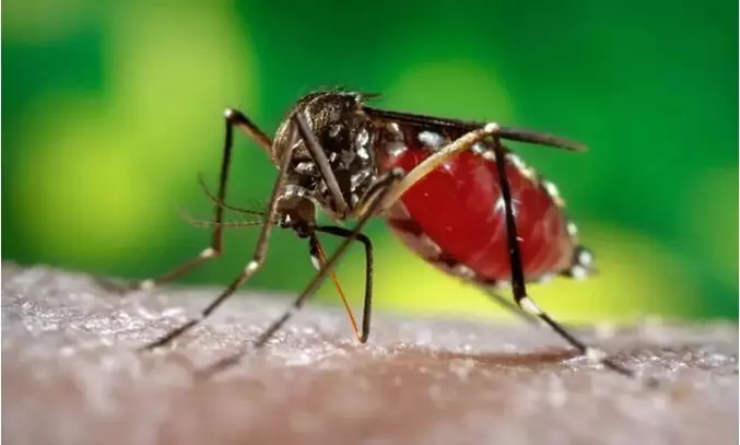 മഴക്കാലം നേരത്തെ ;ഡെങ്കിപ്പനി വരാതെ സൂക്ഷിക്കാം ;മുൻകരുതലുകൾ