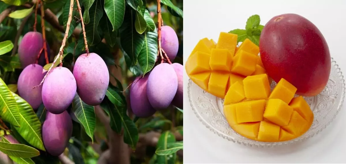 മാമ്പഴം കിലോയ്ക്ക് മൂന്നു ലക്ഷം രൂപ;തോട്ടത്തിന് കാവലിരുന്ന് ഉടമ