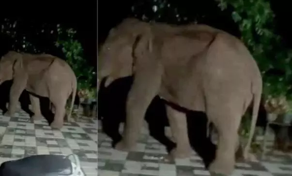 വീട്ടുമുറ്റത്ത് കൊലവിളിയോടെ കാട്ടാന ; ഭീതിയോടെ മൂന്നര മണിക്കൂർ ഉറങ്ങാതെ കാവലിരുന്നു ഒരു കുടുംബം വീട്ടുമുറ്റത്ത് കൊലവിളിയോടെ കാട്ടാന ; ഭീതിയോടെ മൂന്നര മണിക്കൂർ ഉറങ്ങാതെ കാവലിരുന്നു ഒരു കുടുംബം