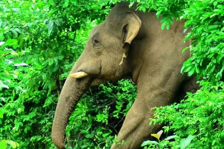 സൂര്യനെല്ലിയില് കാട്ടാന ആക്രമണത്തിൽ യുവതിക്ക് ദാരുണാന്ത്യം സൂര്യനെല്ലിയില് കാട്ടാന ആക്രമണത്തിൽ യുവതിക്ക് ദാരുണാന്ത്യം