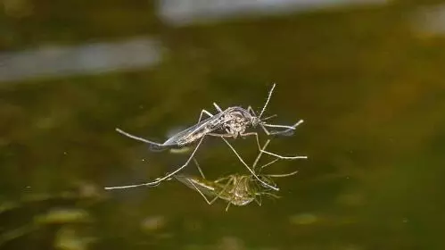 മലേറിയ വ്യാപനം ;രോഗ ലക്ഷണങ്ങൾ ,പ്രതിരോധം മലേറിയ വ്യാപനം ;രോഗ ലക്ഷണങ്ങൾ ,പ്രതിരോധം