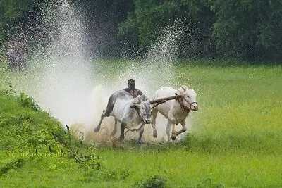 കുരുമുളക് നടാന് അനുയോജ്യമായ സമയം; തിരുവാതിര ഞാറ്റുവേലയ്ക്ക്ഇന്ന് തുടക്കം, പ്രാധാന്യം കുരുമുളക് നടാന് അനുയോജ്യമായ സമയം; തിരുവാതിര ഞാറ്റുവേലയ്ക്ക്ഇന്ന് തുടക്കം, പ്രാധാന്യം